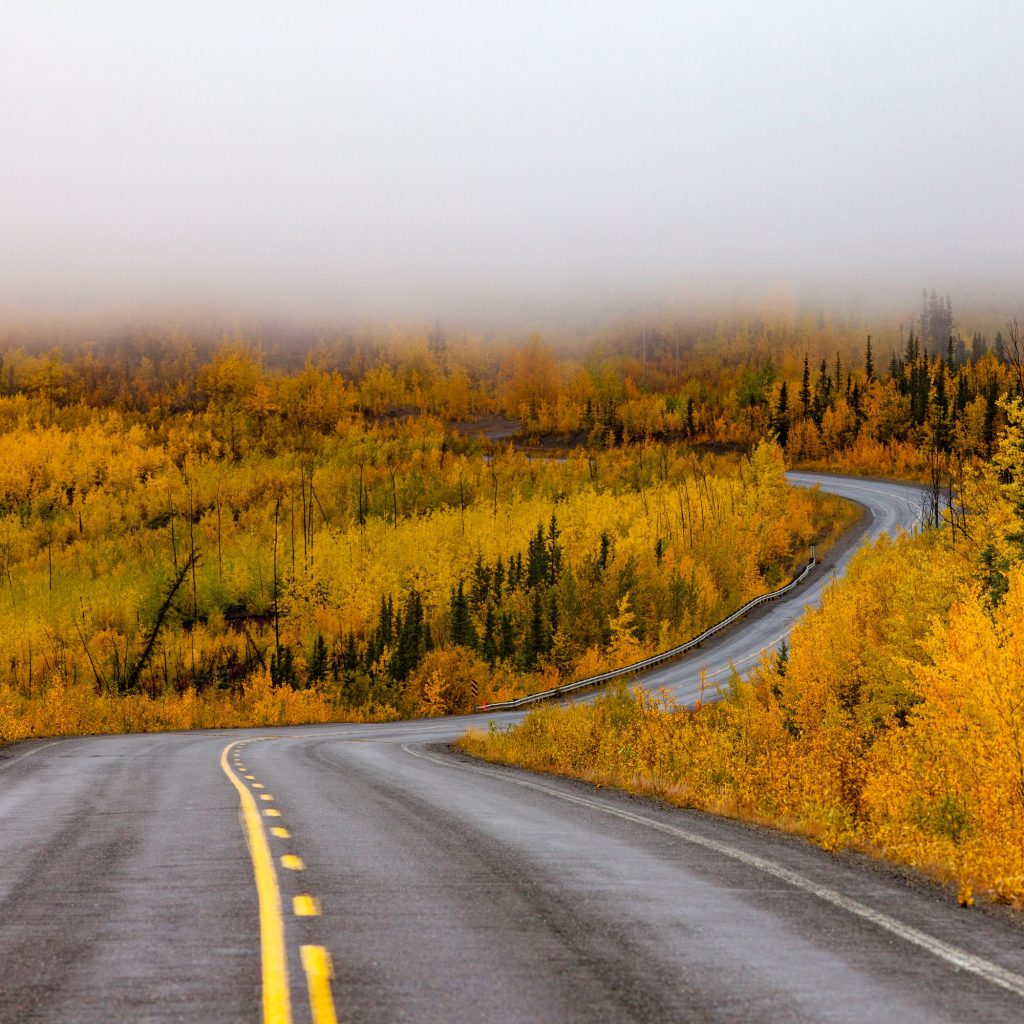 Winding golden fall taiga road Yukon Canada